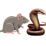 rodents xx